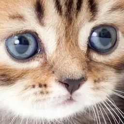 Tabby Responsive Tabs WordPress eklentisi ile oluşturulmuş sekmeli içerik örneği